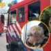 Incendio en Totoras: un hombre con principio de asfixia y dos mascotas rescatadas