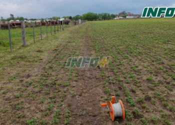 Robaron un boyero eléctrico y una batería en un campo de San Genaro