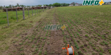 Robaron un boyero eléctrico y una batería en un campo de San Genaro
