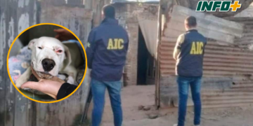 Condenaron a un hombre que estranguló a un perro y lo arrojó en un basural