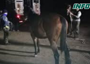 Un grupo de hombres maniató a un joven que quiso robar un caballo en autopista