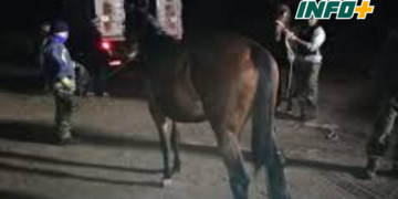 Un grupo de hombres maniató a un joven que quiso robar un caballo en autopista