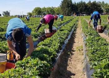 Buscan recolectores para cosechar 80 hectáreas de frutillas en Coronda