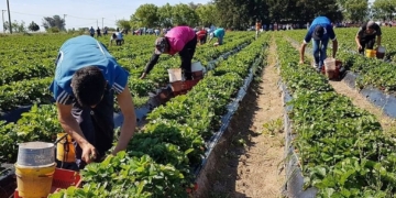 Buscan recolectores para cosechar 80 hectáreas de frutillas en Coronda