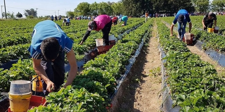 Buscan recolectores para cosechar 80 hectáreas de frutillas en Coronda