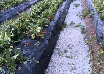 El granizo arruinó la producción de frutillas en Coronda: “Fue fatídico”