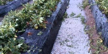 El granizo arruinó la producción de frutillas en Coronda: «Fue fatídico»