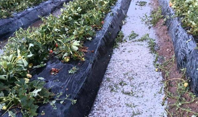 El granizo arruinó la producción de frutillas en Coronda: “Fue fatídico”