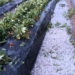 El granizo arruinó la producción de frutillas en Coronda: «Fue fatídico»
