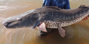 Comenzó a regir la veda pesquera del surubí