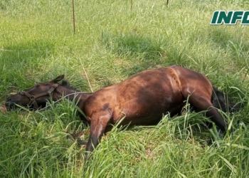 Rescataron a un caballo caído, atado y sin agua: imputarán a su dueño