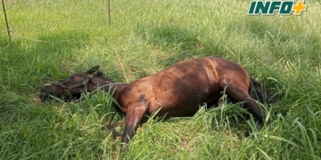 Rescataron a un caballo caído, atado y sin agua: imputarán a su dueño