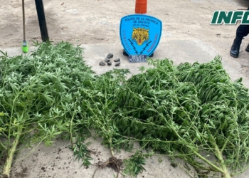 Perseguían a unos jóvenes por actitud sospechosa y hallaron plantas de Cannabis 