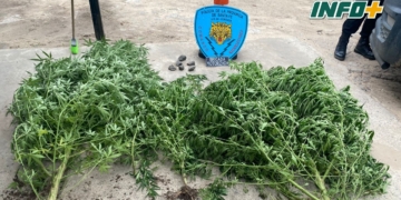 Perseguían a unos jóvenes por actitud sospechosa y hallaron plantas de Cannabis 
