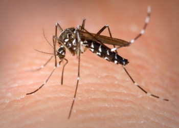 Detectaron 11 casos autóctonos de dengue en la provincia