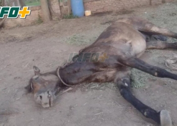 Alerta en la región por encefalomielitis equina: “Hay casos en todos los pueblos”
