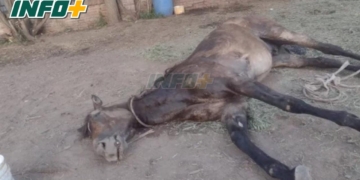 Alerta en la región por encefalomielitis equina: «Hay casos en todos los pueblos»