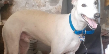 Andino: por las bombas, Doby se escapó y murió atropellado en la ruta