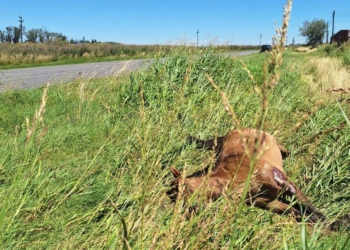 Cuatro macielenses chocaron en Ruta 11 contra un caballo