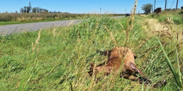 Cuatro macielenses chocaron en Ruta 11 contra un caballo