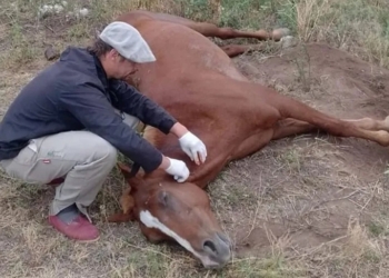 Se confirmó la primera muerte humana en la Provincia por Encefalitis equina