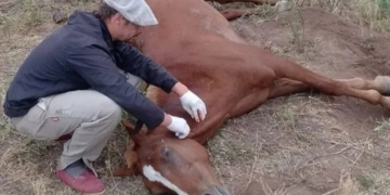 Se confirmó la primera muerte humana en la Provincia por Encefalitis equina
