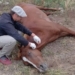 Se confirmó la primera muerte humana en la Provincia por Encefalitis equina
