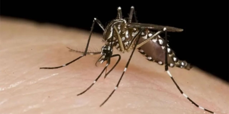 Situación epidemiológica en Santa Fe con aumento de casos de dengue