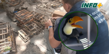 Rescataron animales en cautiverio que iban a ser vendidos de manera ilegal