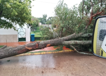 Temporal en San Genaro: cayeron árboles y columnas y cedió el techo de una casa