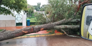 Temporal en San Genaro: cayeron árboles y columnas y cedió el techo de una casa