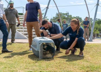 Devolvieron a su hábitat natural a 109 aves que fueron secuestradas por venta ilegal