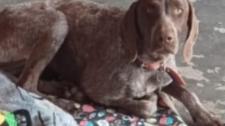 Desesperada búsqueda de una perrita de Monje: «Los nenes están muy angustiados»