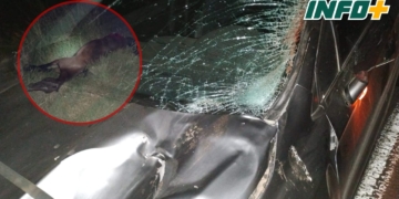 Un conductor de San Genaro impactó contra un caballo en Ruta 65