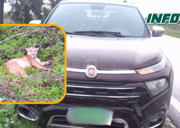 San Genaro: un puma murió al ser atropellado por una camioneta en Ruta 65