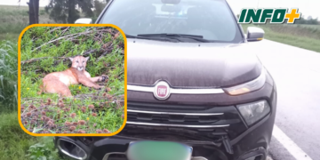 San Genaro: un puma murió al ser atropellado por una camioneta en Ruta 65