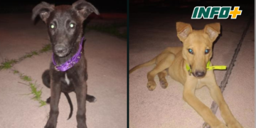 Encontraron a cinco cachorros en un camino rural de Centeno y buscan adoptantes