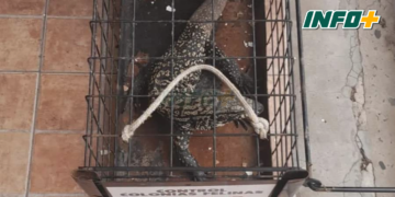 Cuatro historias de rescate de animales silvestres en Totoras