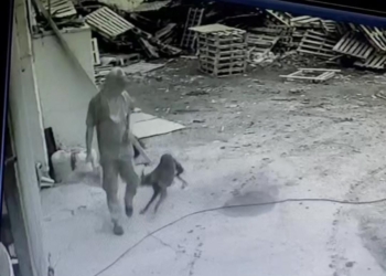 Robaron en una pyme láctea de Totoras: quedaron filmados y buscan identificarlos