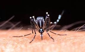 Confirmaron 7580 casos de dengue en la provincia en lo que va del año