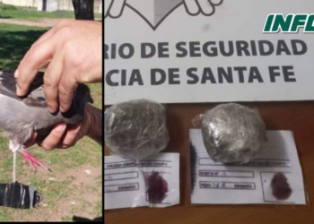 Insólito: encontraron una paloma en la cárcel de Coronda con un envoltorio de droga