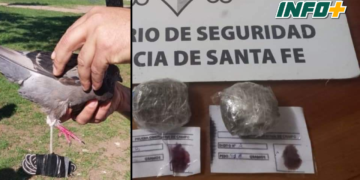 Insólito: encontraron una paloma en la cárcel de Coronda con un envoltorio de droga