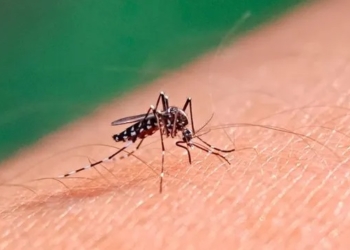 Alerta dengue: ya son 20 los fallecidos en la Provincia en 2024