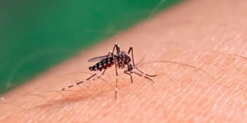 Alerta dengue: ya son 20 los fallecidos en la Provincia en 2024