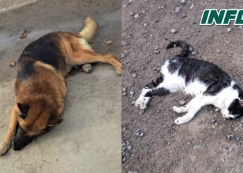 Maciel: investigan el envenenamiento de dos mascotas en la misma calle