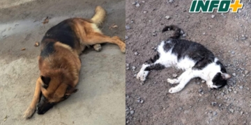 Maciel: investigan el envenenamiento de dos mascotas en la misma calle