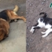 Maciel: investigan el envenenamiento de dos mascotas en la misma calle