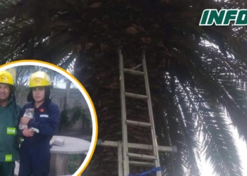 Bomberos de Barrancas rescataron a un gatito en peligro en San Fabián