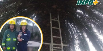 Bomberos de Barrancas rescataron a un gatito en peligro en San Fabián