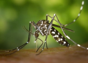 Cinco fallecidos por dengue y más de 30 mil casos en la provincia